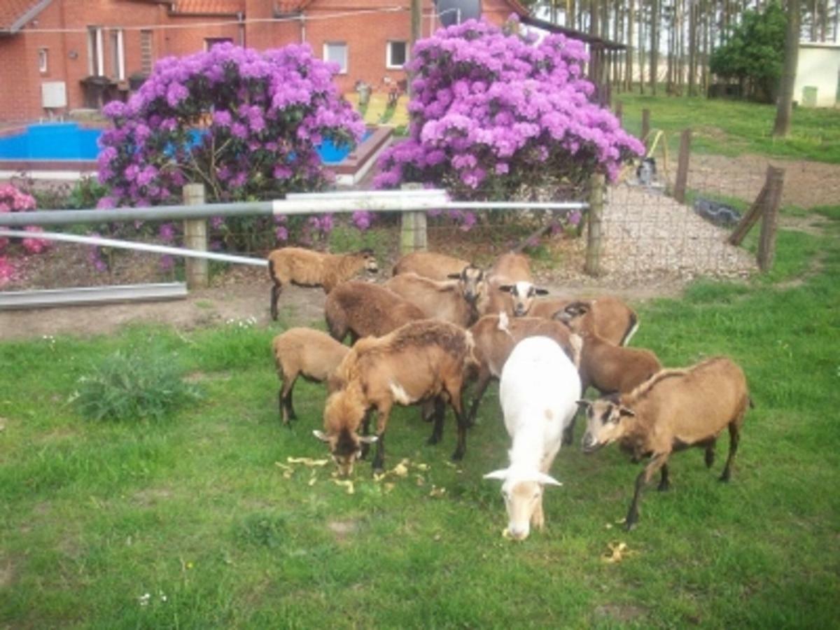 Ferienwohnung Jagoda In Der Lueneburger Heide Frankenfeld Luaran gambar